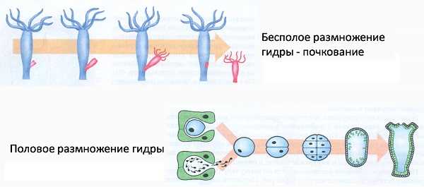 Рабочее зеркало кракен store
