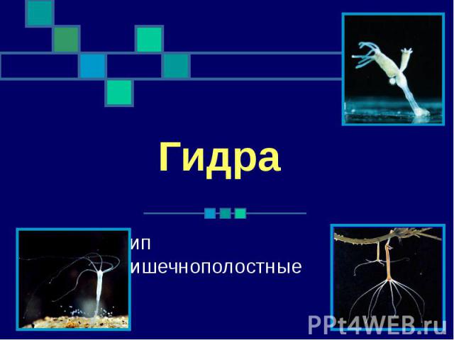Как попасть на кракен с айфона